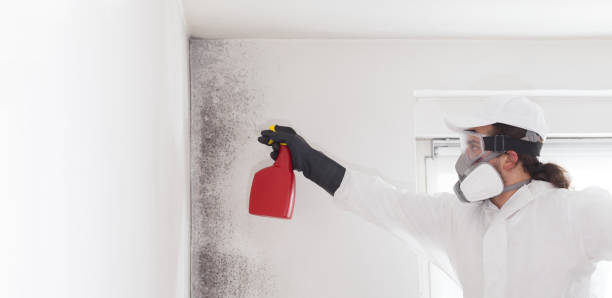 Best Mold Remediation for Specific Building Types in USA